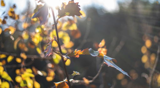 Come El Niño potrebbe influenzare l'autunno e l'inverno in Piemonte Come El Niño potrebbe influenzare l'autunno e l'inverno in Piemonte