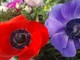 Aspettando la primavera con l’anemone: il fiore che nasce… da una storia d’amore