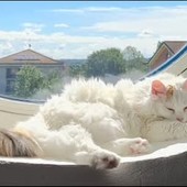 QUATTROZAMPE / Si cerca urgentemente un gatto donatore di gruppo B