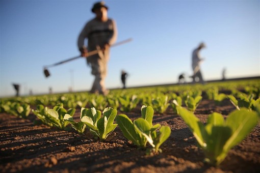 "Gli agricoltori non sono inutili, garantiscono cibo e presidiano il territorio"