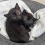 Il gattile di Alba è saturo: “Non possiamo più accogliere altri animali”
