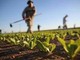 Siccità, guerra e pandemia: l'agricoltura piemontese paga già un conto da oltre un miliardo di euro