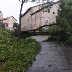 MALTEMPO / Forti raffiche di vento, alberi caduti e grandine dal Saluzzese al Braidese