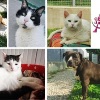 Alba, Natale solidale con l’associazione Amici di Zampa Alba, Natale solidale con l’associazione Amici di Zampa