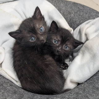 Il gattile di Alba è saturo: “Non possiamo più accogliere altri animali” Il gattile di Alba è saturo: “Non possiamo più accogliere altri animali”