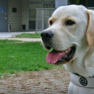 Un cane guida Lions
