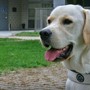 Un cane guida Lions Un cane guida Lions