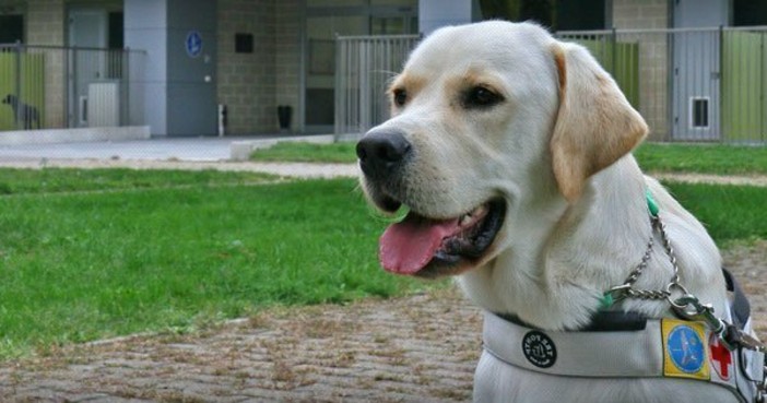 Un cane guida Lions Un cane guida Lions