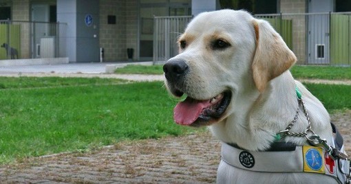 Un cane guida Lions Un cane guida Lions