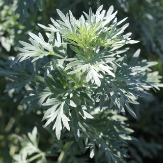 Una pianta di artemisia