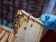 Dalla Regione 1,6 milioni di euro per oltre quattrocento apicoltori piemontesi