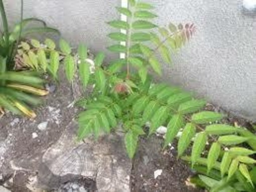 Ailanto, la specie invasiva che preoccupa l’Albese: chiesto un piano d’azione Ailanto, la specie invasiva che preoccupa l’Albese: chiesto un piano d’azione