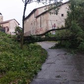 MALTEMPO / Forti raffiche di vento, alberi caduti e grandine dal Saluzzese al Braidese