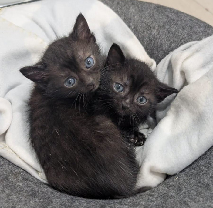 Il gattile di Alba è saturo: “Non possiamo più accogliere altri animali”