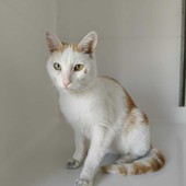 Castagnito, trovato un gatto smarrito in frazione Baraccone