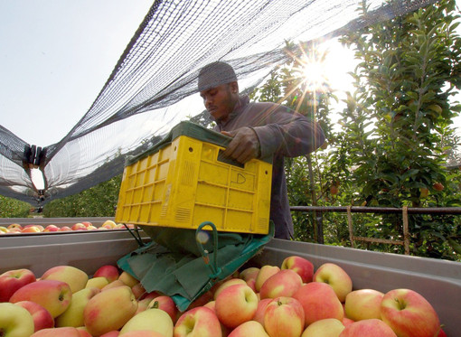 Coldiretti Cuneo: la stagionalità in agricoltura non è sfruttamento
