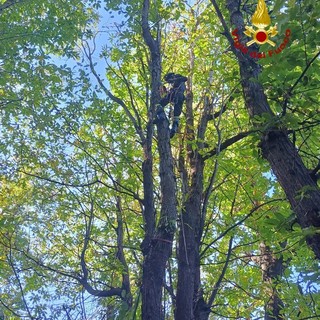 Gatto bloccato su un albero a 25 metri di altezza: lo salvano i vigili del fuoco