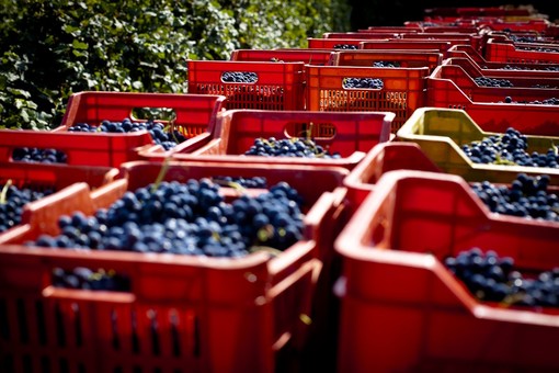 Piemonte Land of Wine: si lavora ad una nuova Governance ed un ruolo più chiaro del Super Consorzio per i vini piemontesi