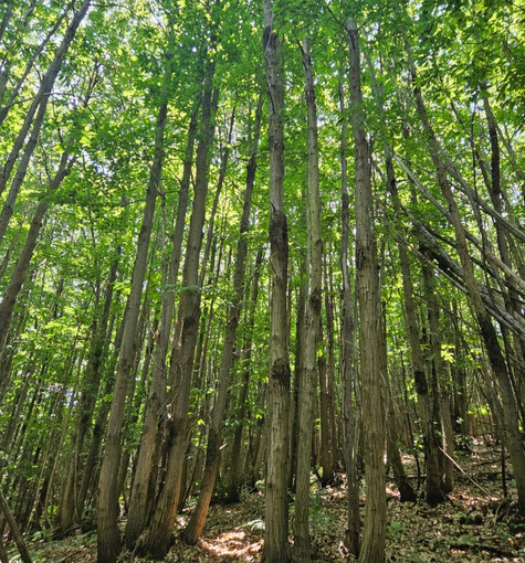 Niente proroga per l'abbattimento del ceduo castagno e costi al +40%: il settore forestale in allarme Niente proroga per l'abbattimento del ceduo castagno e costi al +40%: il settore forestale in allarme
