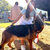 Bra, due gare di successo per Lara Giuliano e il suo pastore tedesco, con giallo finale Bra, due gare di successo per Lara Giuliano e il suo pastore tedesco, con giallo finale