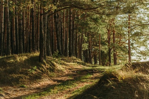 Soltanto il 15% dei boschi in Piemonte viene curato nella maniera migliore, secondo gli esperti (Foto di Irina Iriser su Unsplash)