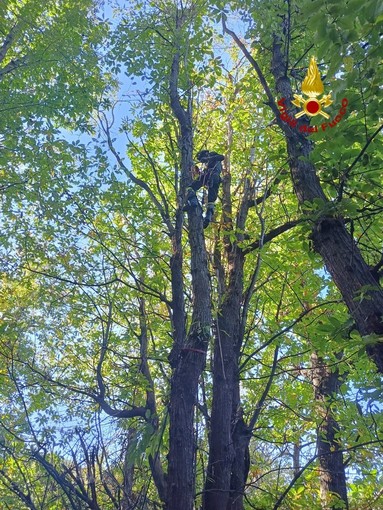 Gatto bloccato su un albero a 25 metri di altezza: lo salvano i vigili del fuoco