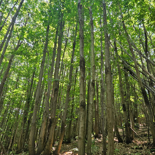 Niente proroga per l'abbattimento del ceduo castagno e costi al +40%: il settore forestale in allarme
