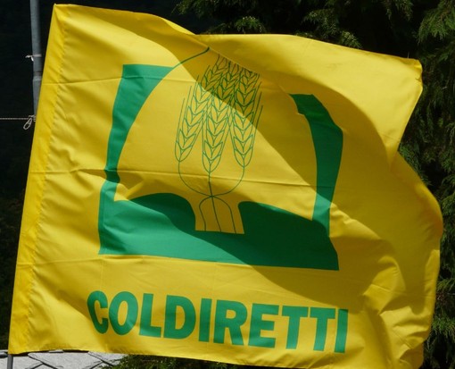Lavoro, Coldiretti Cuneo: "Bene il protocollo per la filiera vitivinicola" Lavoro, Coldiretti Cuneo: "Bene il protocollo per la filiera vitivinicola"