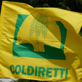 Lavoro, Coldiretti Cuneo: "Bene il protocollo per la filiera vitivinicola"