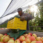 Coldiretti Cuneo: la stagionalità in agricoltura non è sfruttamento