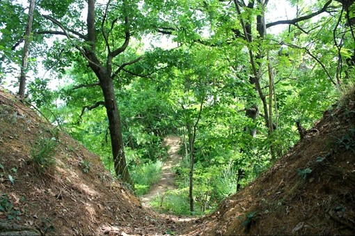 I boschi del Roero: un polmone verde su cui ComuneRoero e Italia Nostra vorrebbero più attenzione
