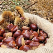 Castagne, Coldiretti Cuneo: "Qualità e pezzatura sopra le attese in diverse zone della Granda" Castagne, Coldiretti Cuneo: "Qualità e pezzatura sopra le attese in diverse zone della Granda"
