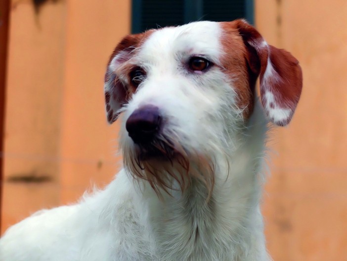 Denuncia dei redditi, Varrone (Cia Cuneo): "Compilazione del modello 730 gratuita per chi adotta un cane o un gatto"