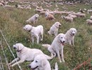 "Le nostre Tex, Nebbia e Giada morte in meno di mezz'ora": probabile avvelenamento per tre cani da guardiania sulle alture di Demonte "Le nostre Tex, Nebbia e Giada morte in meno di mezz'ora": probabile avvelenamento per tre cani da guardiania sulle alture di Demonte