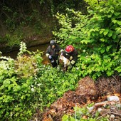 Capretta cade in un torrente a Barge: la salvano i vigili del fuoco Capretta cade in un torrente a Barge: la salvano i vigili del fuoco