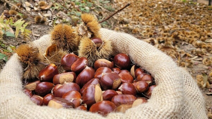La castanicoltura tradizionale diventa "Presidio Slow Food"