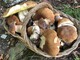 Il cesto pieno di funghi porcini della nostra lettrice di Ostana