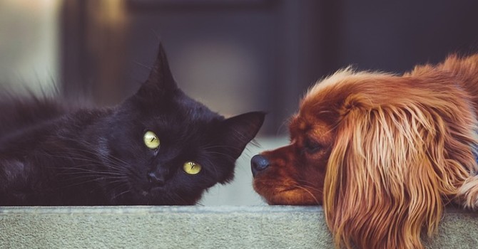 Anche Alba pensa di aprire alla tumulazione delle ceneri degli animali d’affezione Anche Alba pensa di aprire alla tumulazione delle ceneri degli animali d’affezione