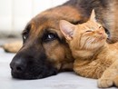 Donatori di sangue per gatti e cani: da Savigliano il progetto d'istituzione di un registro ufficiale