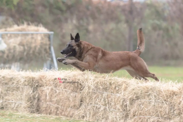 Al via da oggi a Borgo San Dalmazzo il Campionato del Mondo FCI di Mondioring 2025