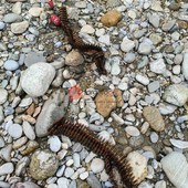 Nella foto le due bombe e i cinturoni con i proiettili