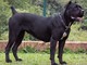 A Carrù torna il corso di formazione per i proprietari di cani A Carrù torna il corso di formazione per i proprietari di cani