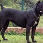 A Carrù torna il corso di formazione per i proprietari di cani