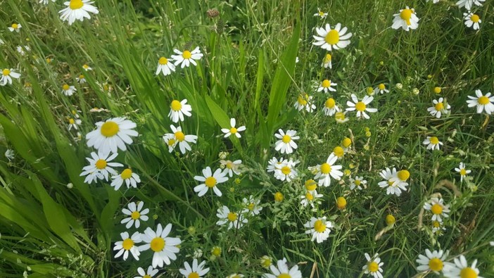 La camomilla e una storia tutta da scoprire, dagli antichi Egizi ai giorni nostri
