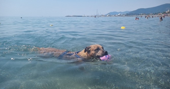 Estate da bollino rosso e afa, pericolo anche per i cani Estate da bollino rosso e afa, pericolo anche per i cani