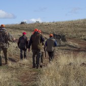 Fauna selvatica allo stremo dopo caldo, siccità e incendi: “Sospendere la caccia” Fauna selvatica allo stremo dopo caldo, siccità e incendi: “Sospendere la caccia”