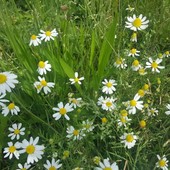 La camomilla e una storia tutta da scoprire, dagli antichi Egizi ai giorni nostri