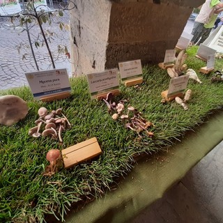 Manifestazioni fieristiche, Bongioanni: "La Mostra del Fungo di Ceva diventa fiera internazionale"