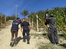 Lavoro, Coldiretti Cuneo: "Dal tavolo interministeriale passi importanti contro il caporalato" Lavoro, Coldiretti Cuneo: "Dal tavolo interministeriale passi importanti contro il caporalato"