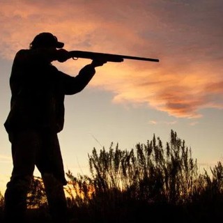 Accolto il ricorso degli ambientalisti: il Tar del Piemonte sospende la caccia al colombaccio in preapertura